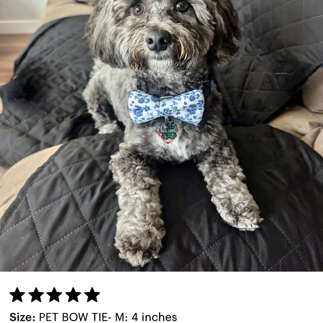 Dog wearing a blue dog bow tie sitting on a black quilted surface.