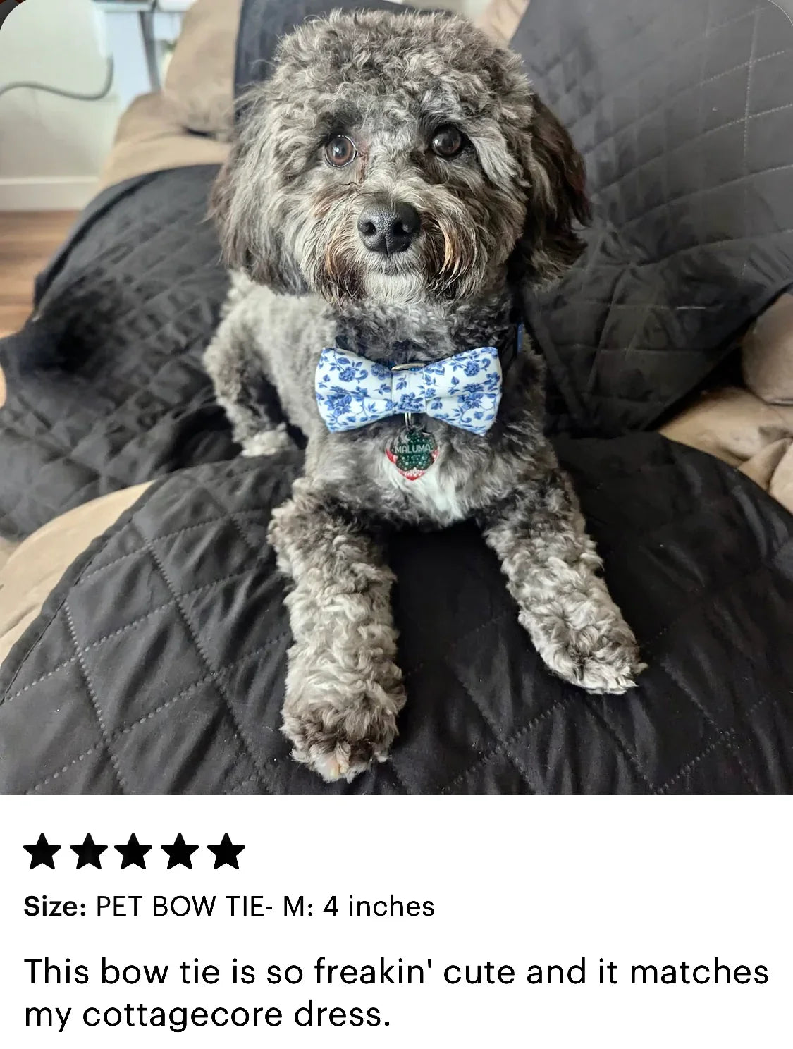Dog wearing a blue dog bow tie sitting on a black quilted surface.