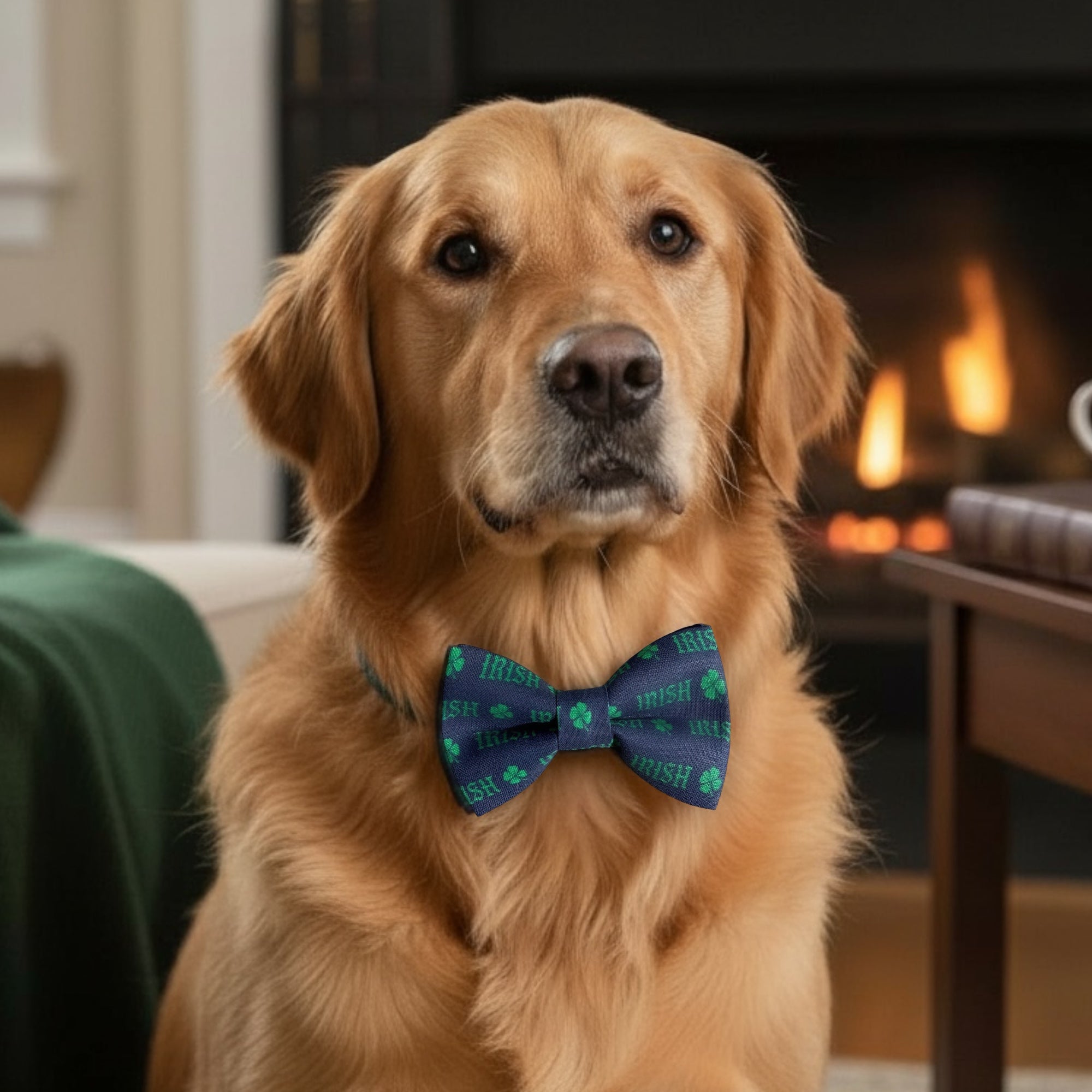 Dog wearing a green and navy blue dog bow tie with the word “Irish” for St. Patrick’s Day.