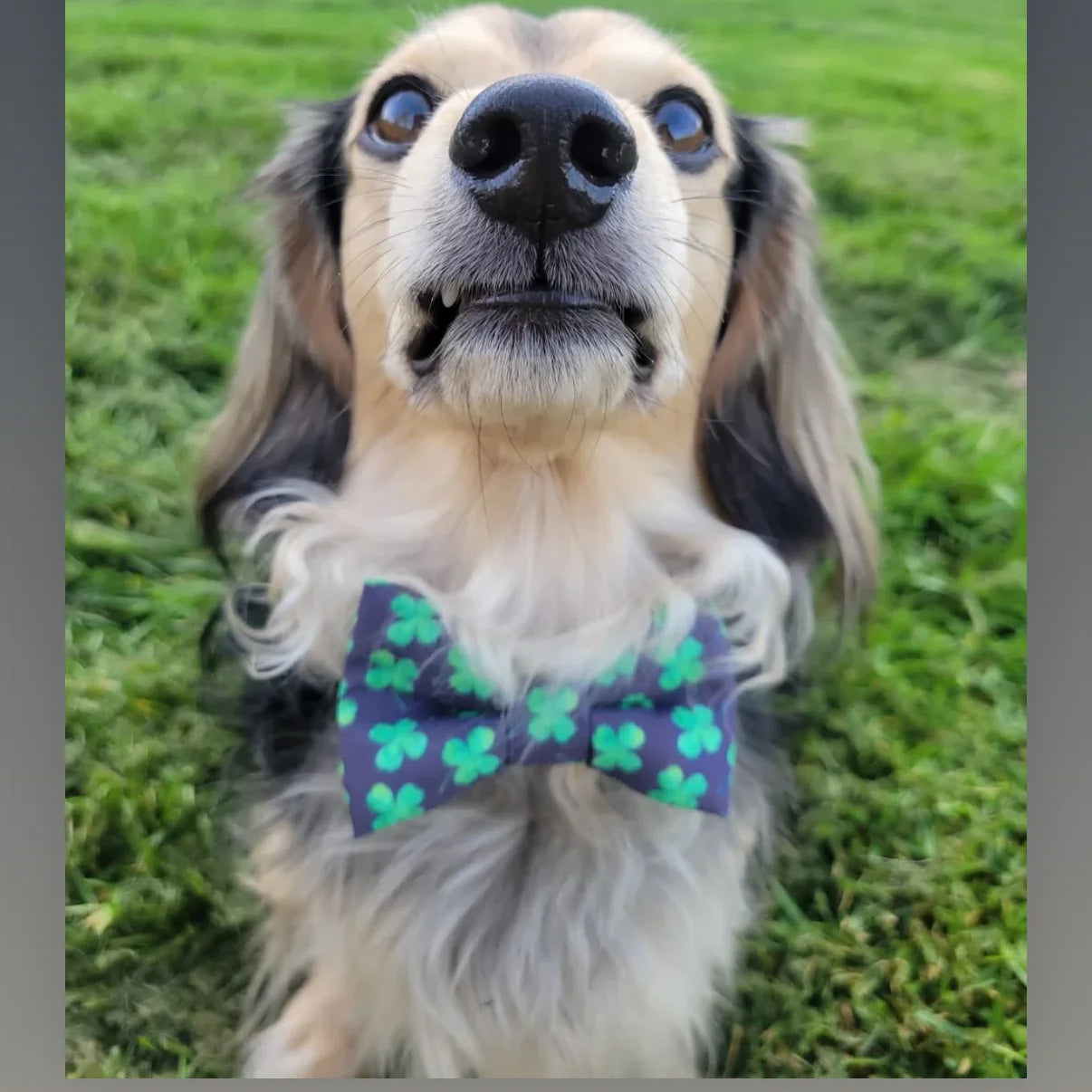 Dog bow tie with green clovers