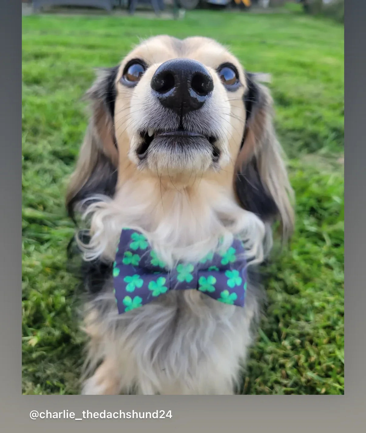 Dog bow tie with green clovers