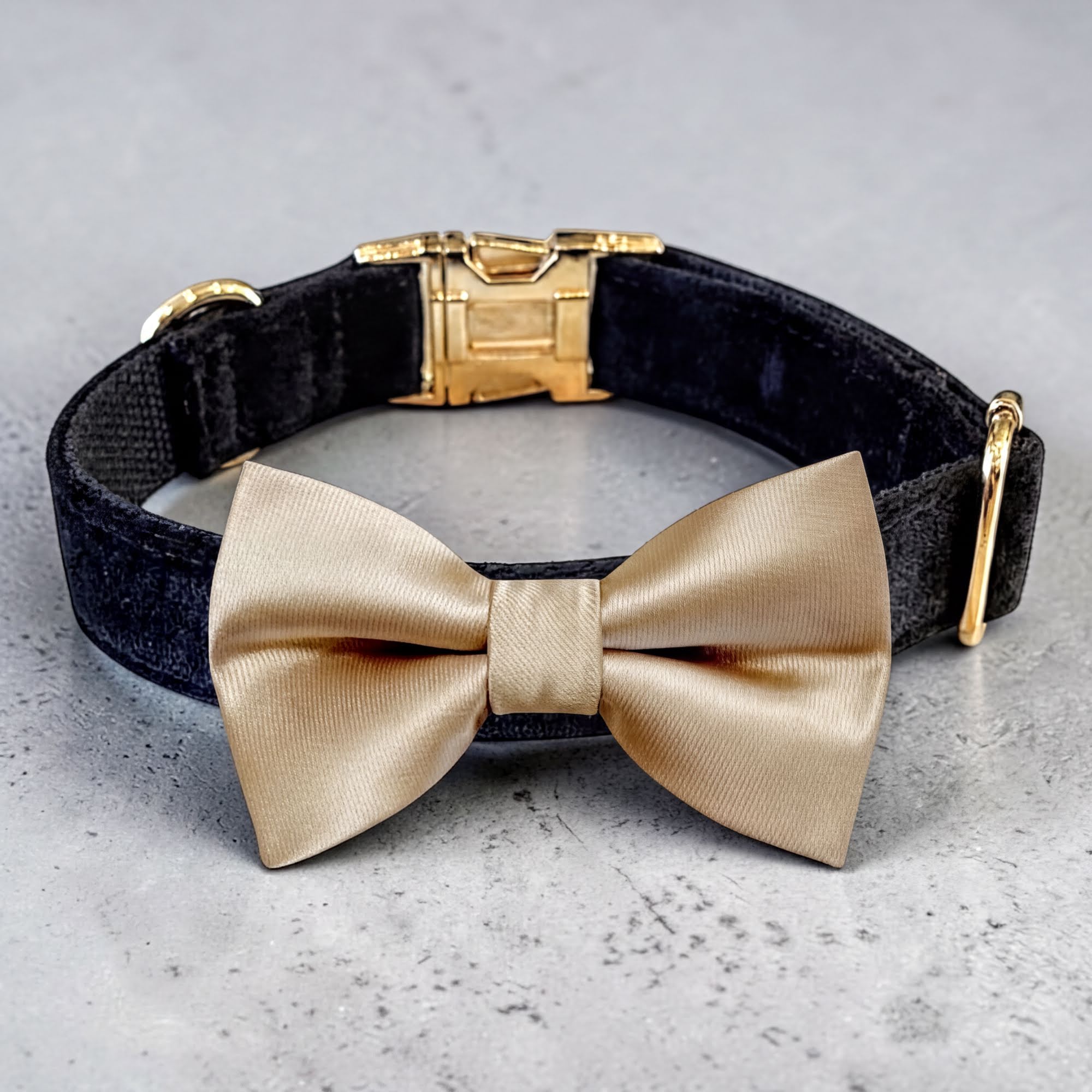 Champagne dog wedding collar made of black velvet with a durable detachable pet bow tie on a gray surface.