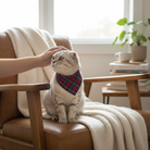 Cat wearing a plaid Christmas bandana sitting on a brown chair with a person petting it, in a cozy room.