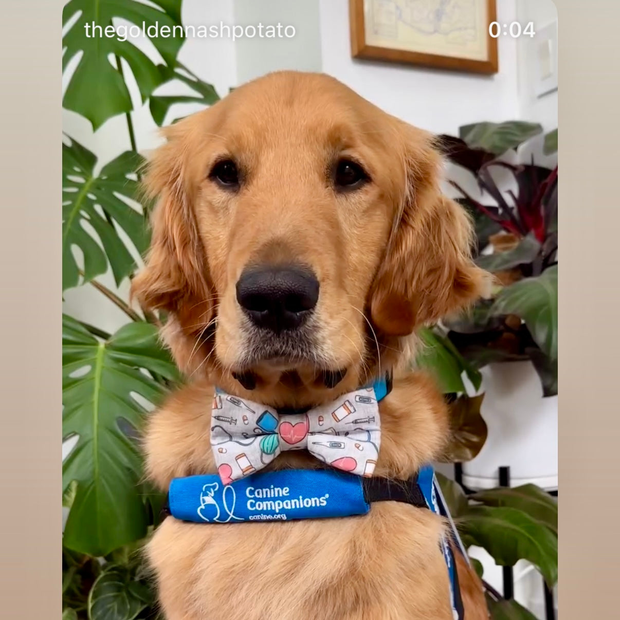 Golden retriever in a dog bow tie to celebrate nurses