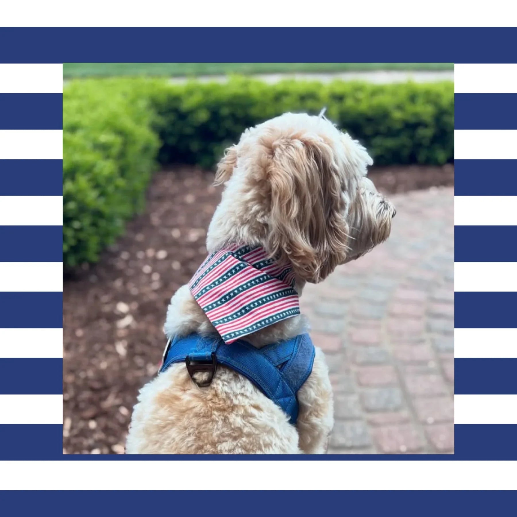 Fourth of July dog bandana in red white and blue stars and stripes
