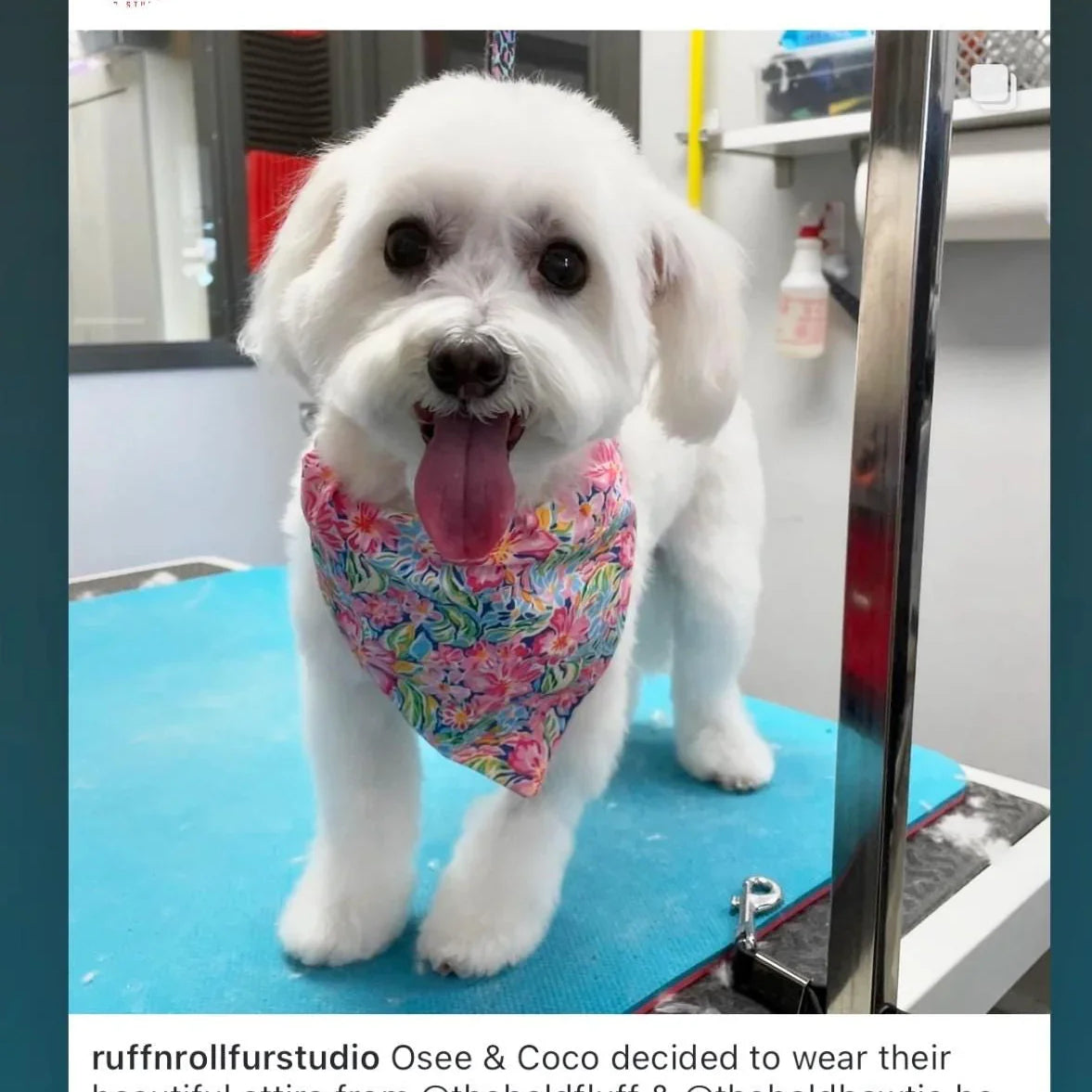 White fluffy dog wearing a vibrant pink floral bandana around its neck during grooming