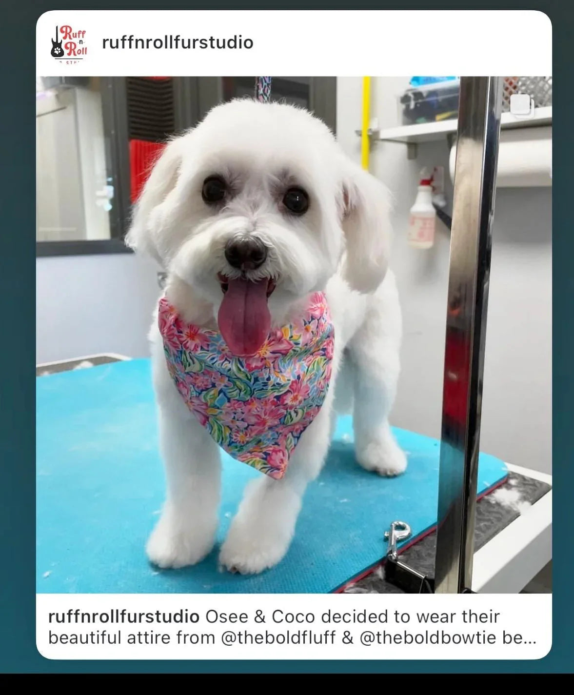 White fluffy dog wearing a vibrant pink floral bandana around its neck during grooming