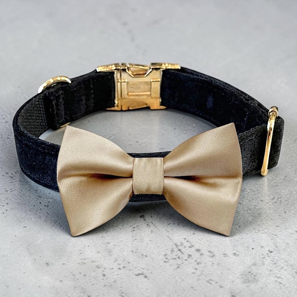 Champagne dog wedding collar made of black velvet with a durable detachable pet bow tie on a gray surface.