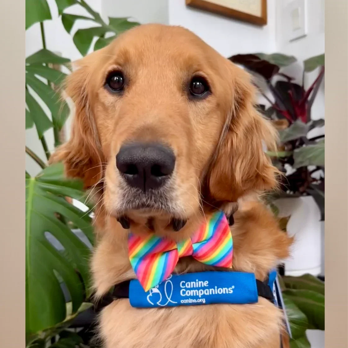 Golden retriever in a rainbow dog bow tie.