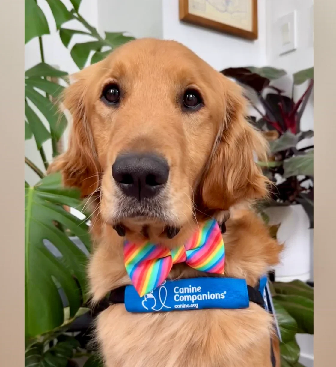 Golden retriever in a rainbow dog bow tie.