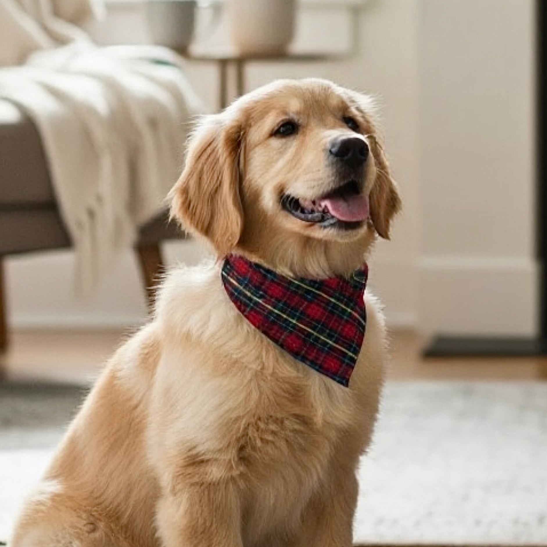 Golden retriever wearing a plaid Christmas bandana sitting on a carpeted floor.