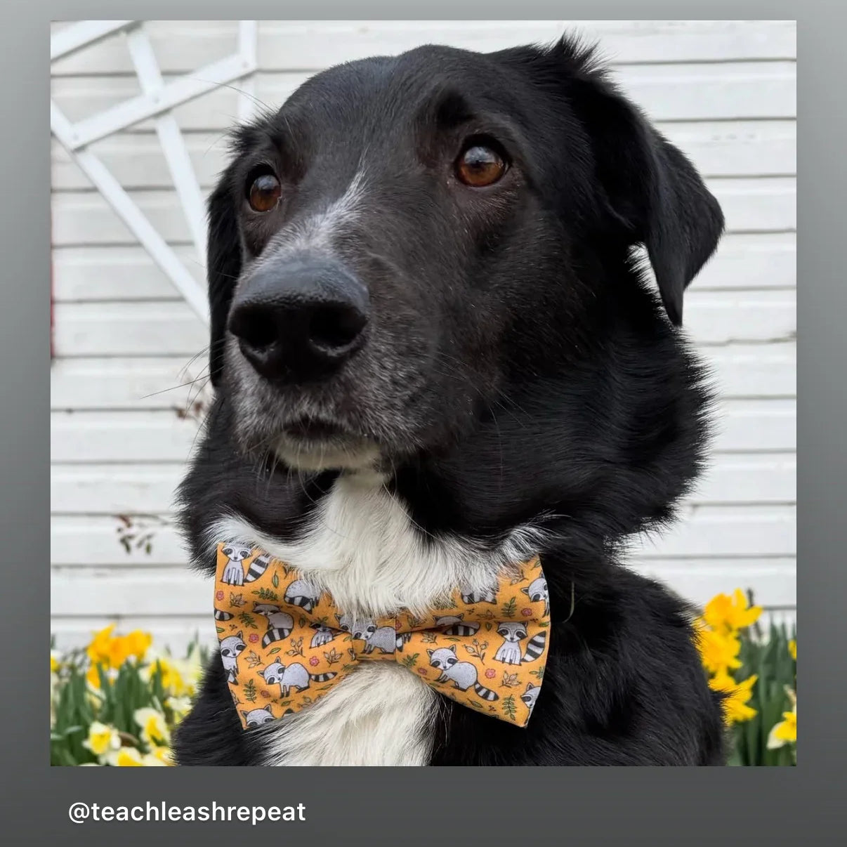 Dog bow tie size chart. Size Small is 3 1/2 inches wide for small dogs under 15 lbs. Size Medium is 4 inches wide for medium dogs between 15 band 40 lbs. Size Large is 4 1/2 inches wide for Large Dogs between 40 band 80 lbs. Size Extra Large is 5 1/2 inches wide for Extra Large Dogs over 80 lbs. Sizing is up to preference and pet bow ties slide on to dog collars with elastic.