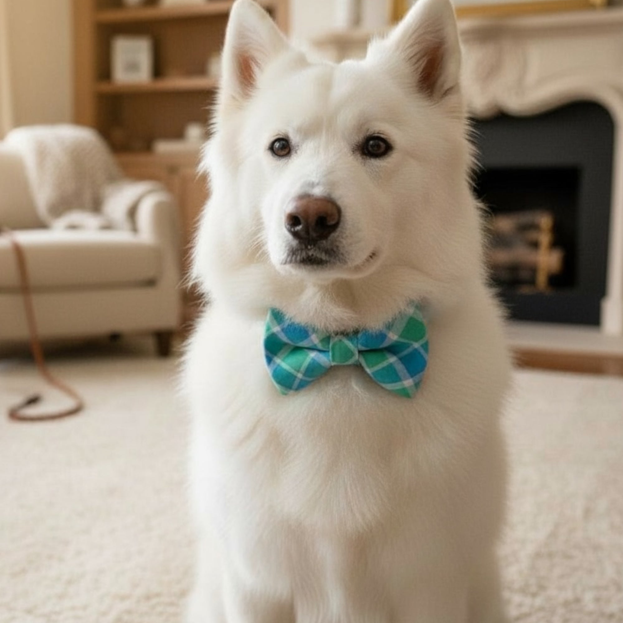 White dog wearing a blue plaid Easterbow tie in a living room setting