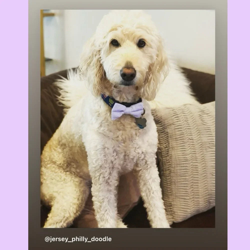 Dog bow tie size chart. Size Small is 3 1/2 inches wide for small dogs under 15 lbs. Size Medium is 4 inches wide for medium dogs between 15 band 40 lbs. Size Large is 4 1/2 inches wide for Large Dogs between 40 band 80 lbs. Size Extra Large is 5 1/2 inches wide for Extra Large Dogs over 80 lbs. Sizing is up to preference and pet bow ties slide on to dog collars with elastic.