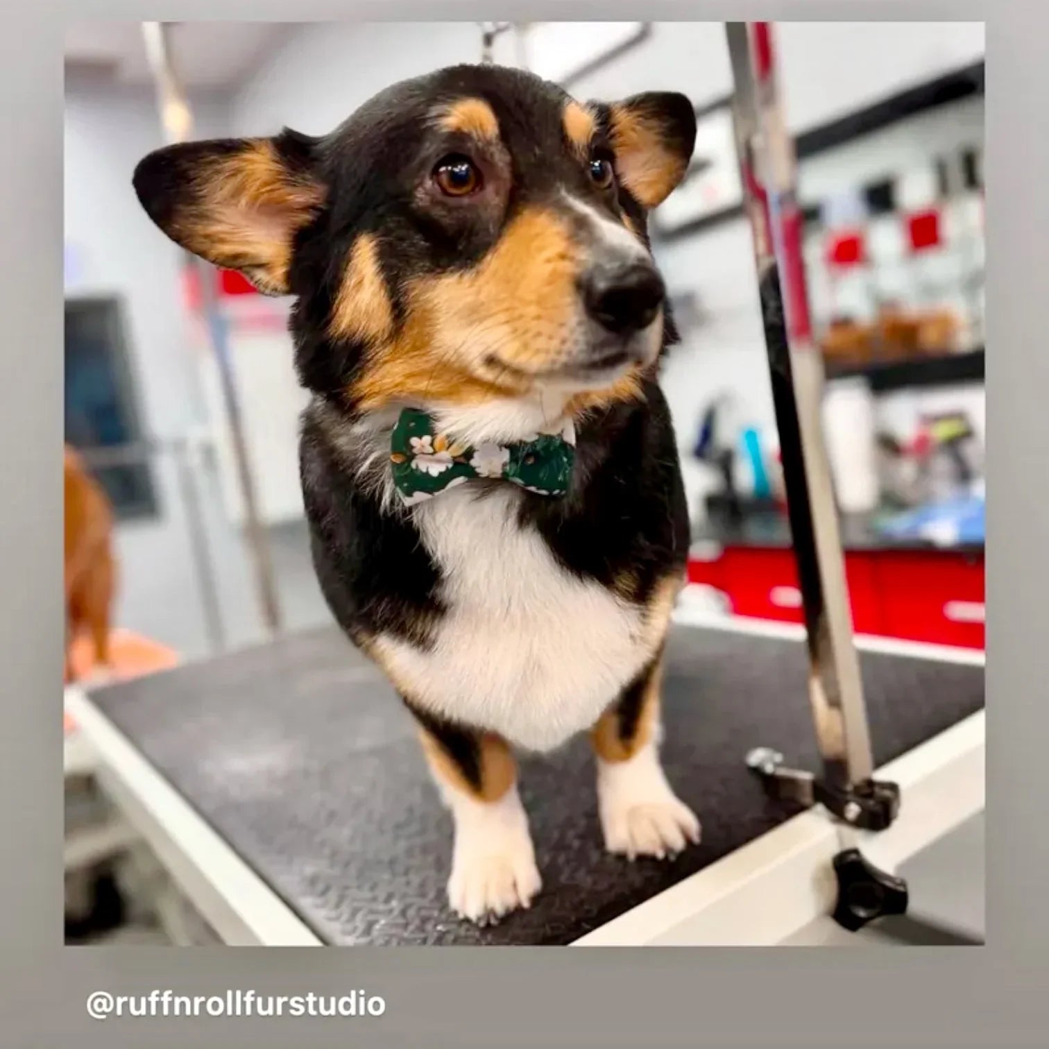 Dog wearing a green floral bow tie on a grooming table.