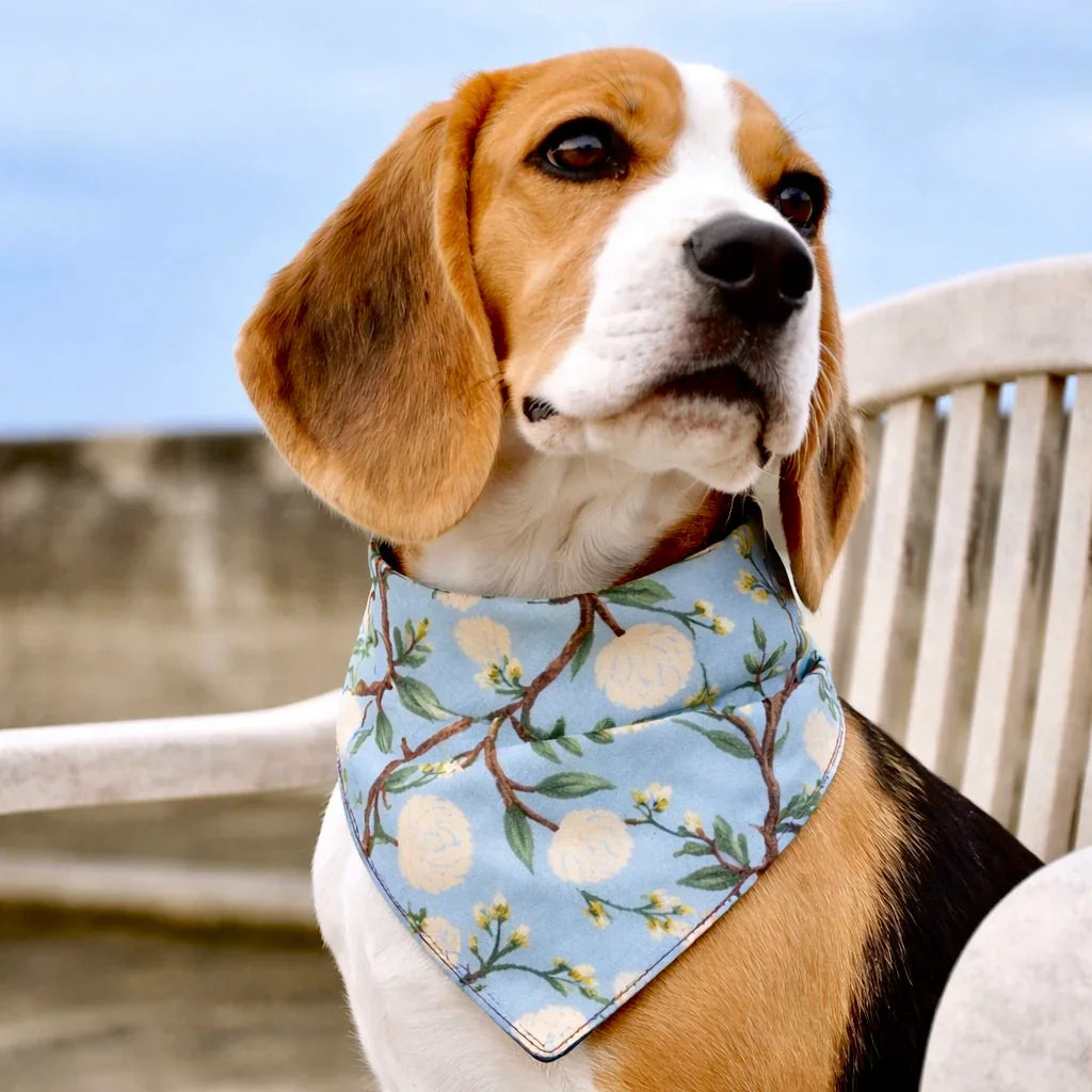 Size chart for dog bandanas from The Bold Bow Tie detailing measurements for Small, Medium, Large, and X-Large sizes. Small fits neck sizes 11 to 13 inches with a width of 7 inches and length of 5 inches. Medium fits neck sizes 13 to 16 inches with a width of 9 inches and length of 6 inches. Large fits neck sizes 16 to 21 inches with a width of 11 inches and length of 8 inches. X-Large fits neck sizes 21 to 25 inches with a width of 13 inches and length of 9 inches.