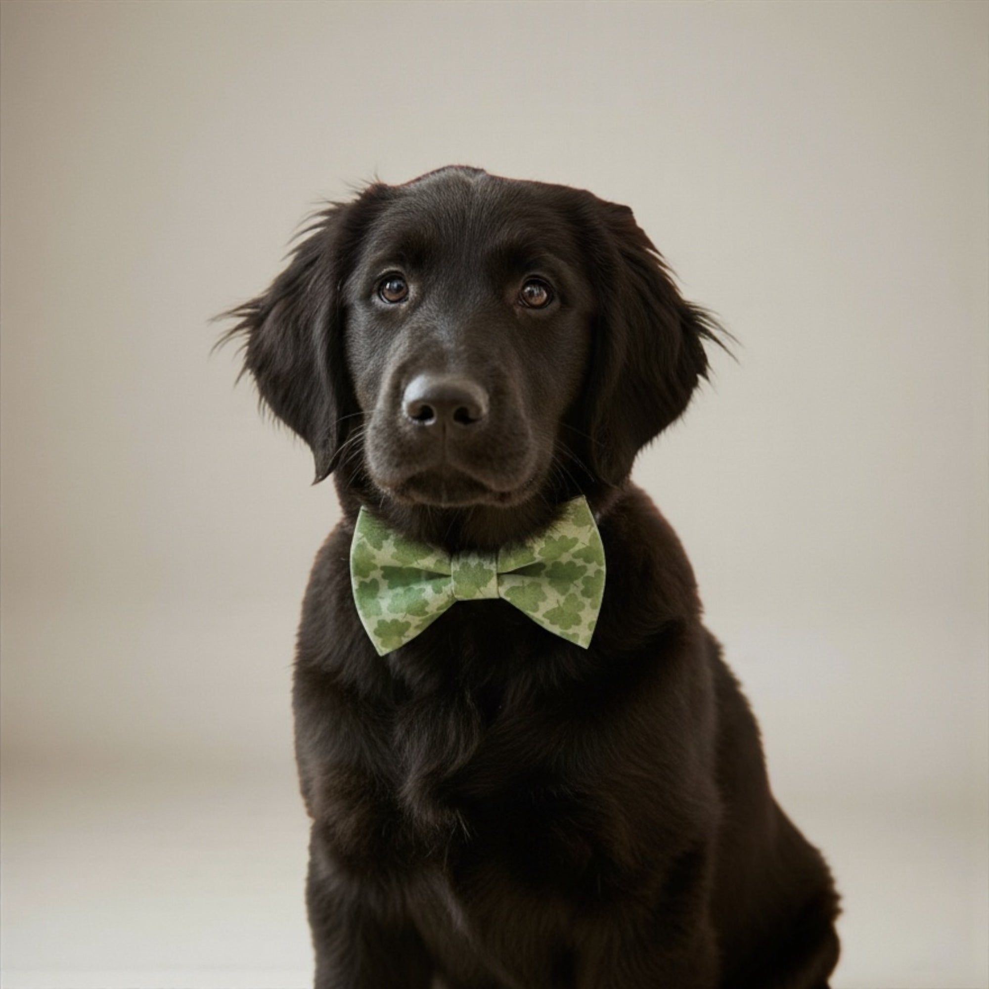 Black dog wearing a St. Patrick’s Day green bow tie against a neutral background