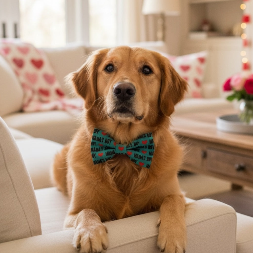 Dog wearing a colorful Mamas Boy Valentine’s Day dog bow tie sitting on a couch in a living room.