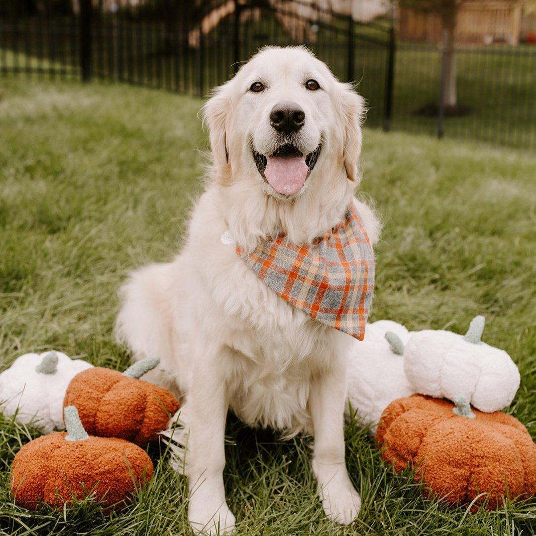 Golden retriever wearing an orange plaid dog bandana outdoors with pumpkins nearby