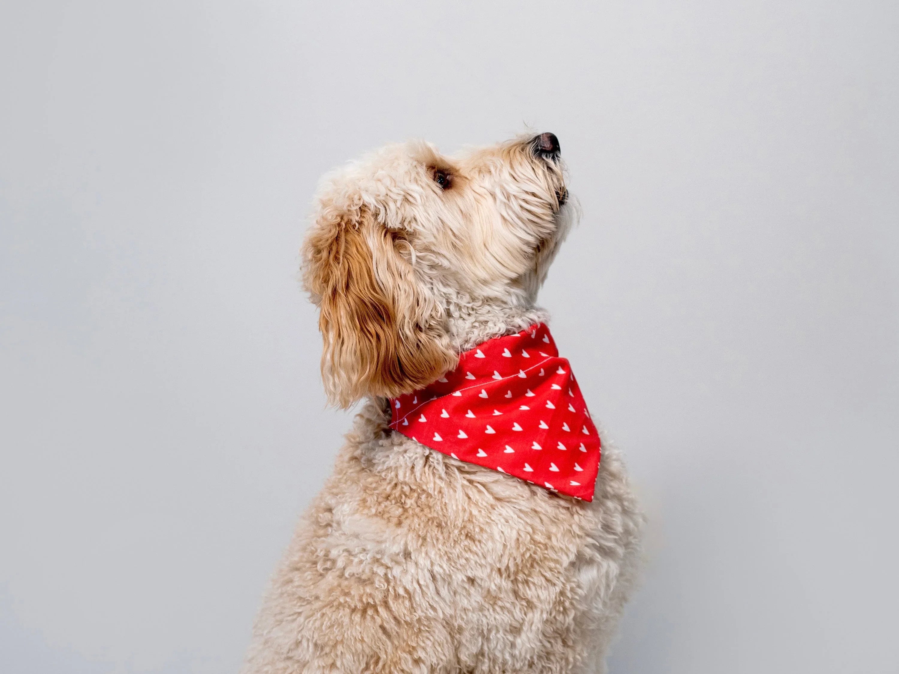 Side view of a fluffy dog wearing a red heart pattern Valentine bandana.