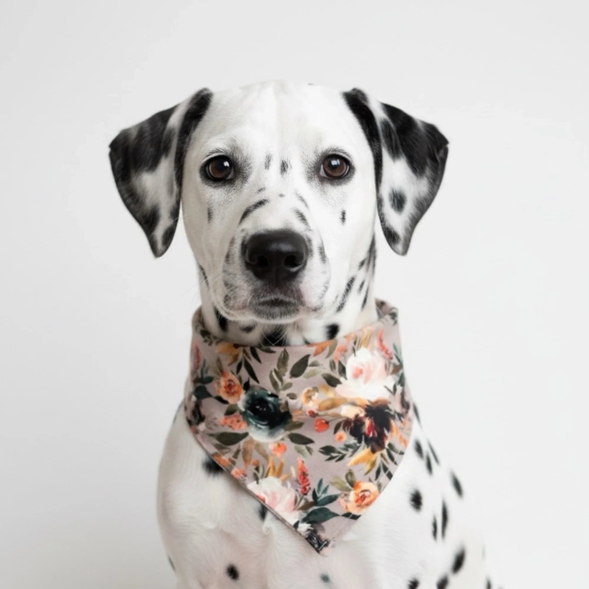 Dalmatian dog wearing a floral dog bandana on a plain background