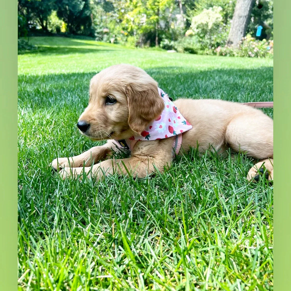 Golden retriever puppy wearing a pink strawberry patterned bandana on a lush green lawn