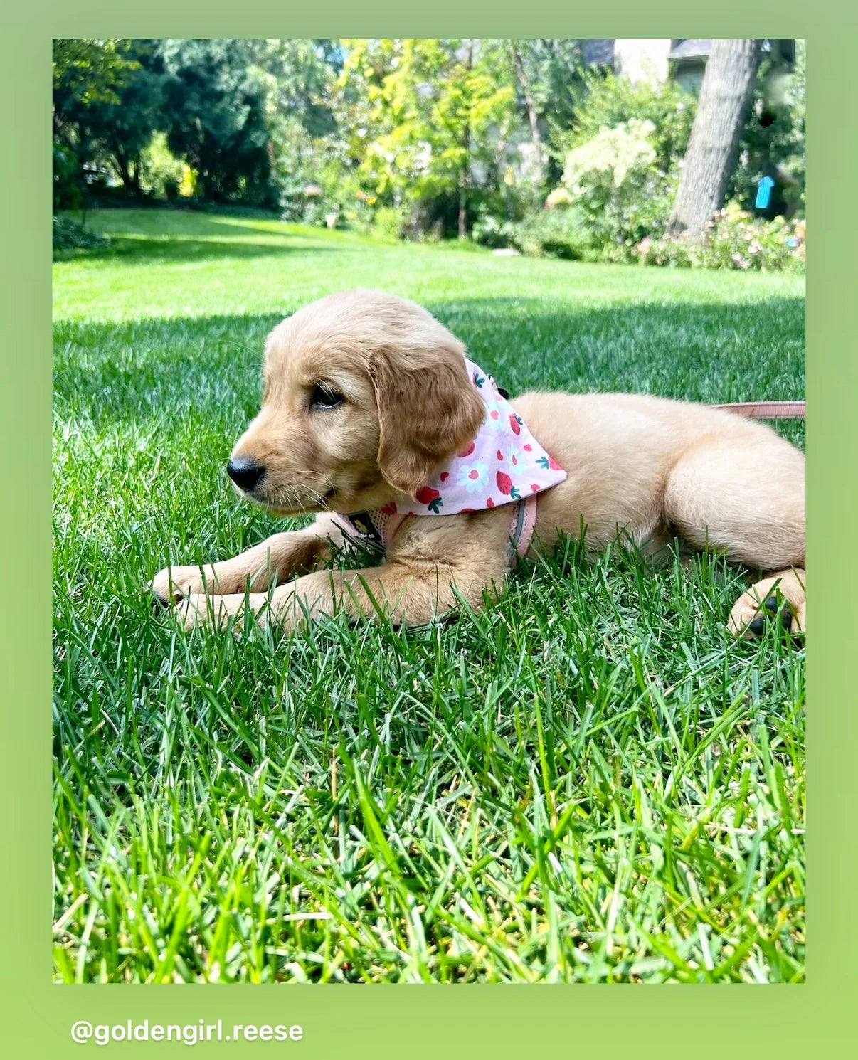 Golden retriever puppy wearing a pink strawberry patterned bandana on a lush green lawn