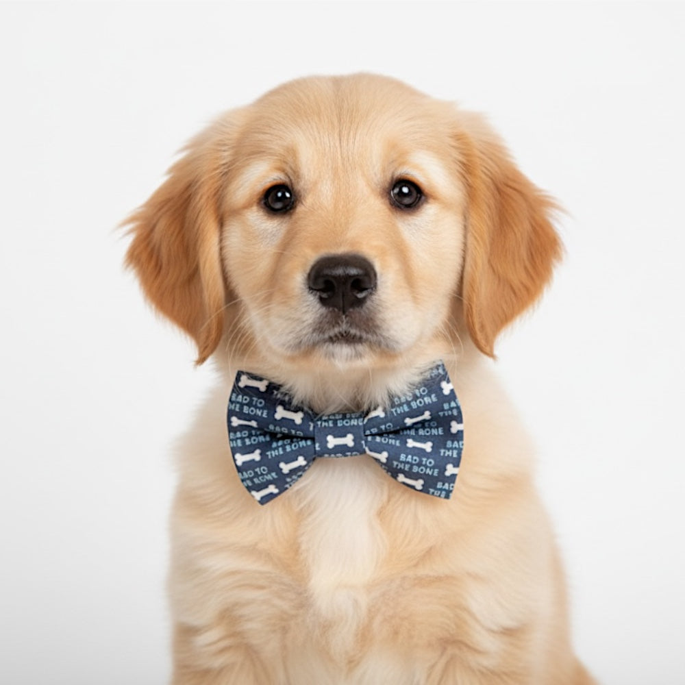 Dog wearing a Bad to the Bone Dog Bow Tie – Dog & Cat Collar Accessory