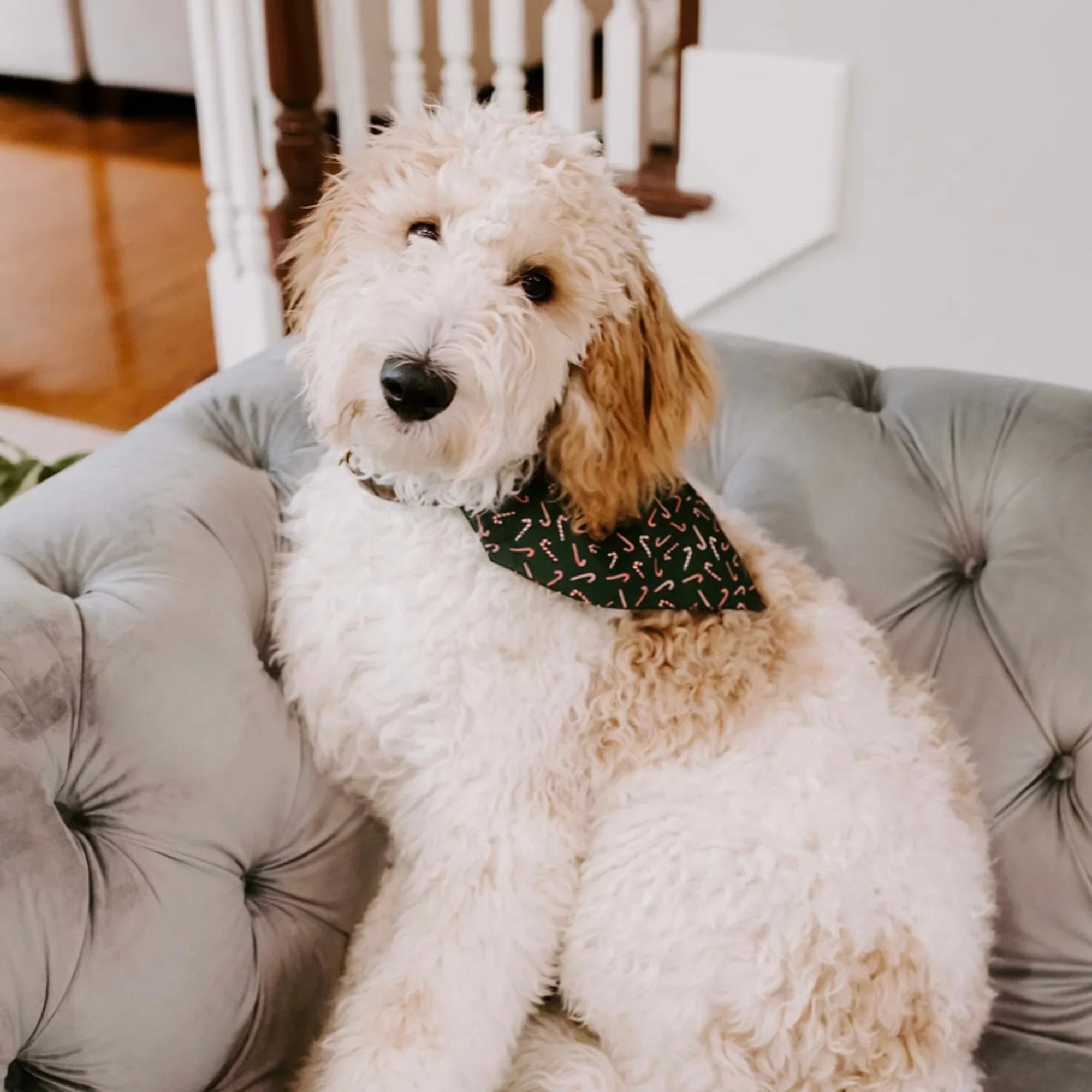 Cream colored dog wearing a dark green candy cane print bandana