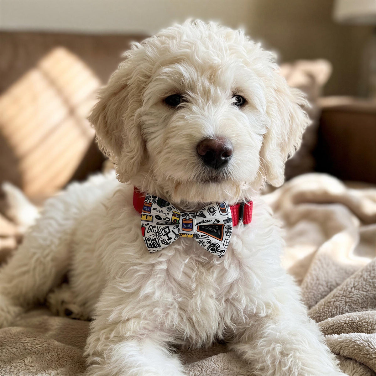 A fluffy white dog wearing a colorful bow tie sits on a beige blanket, looking directly at the camera.
