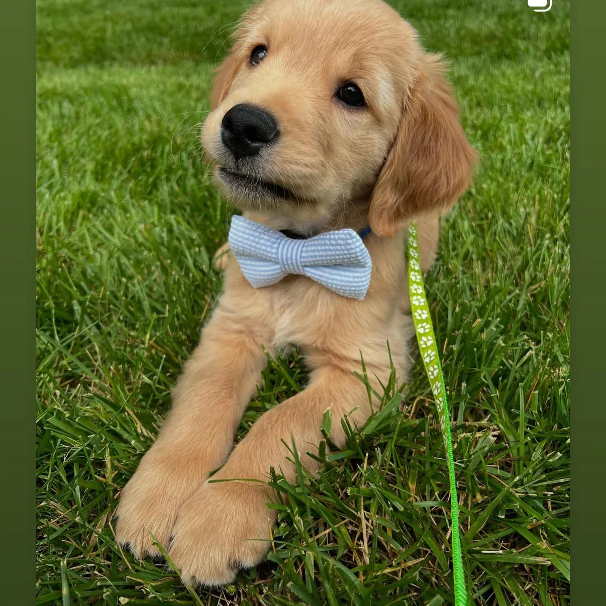 Dog bow tie in blue and white stripes worn by a golden retriever puppy laying in the grass.