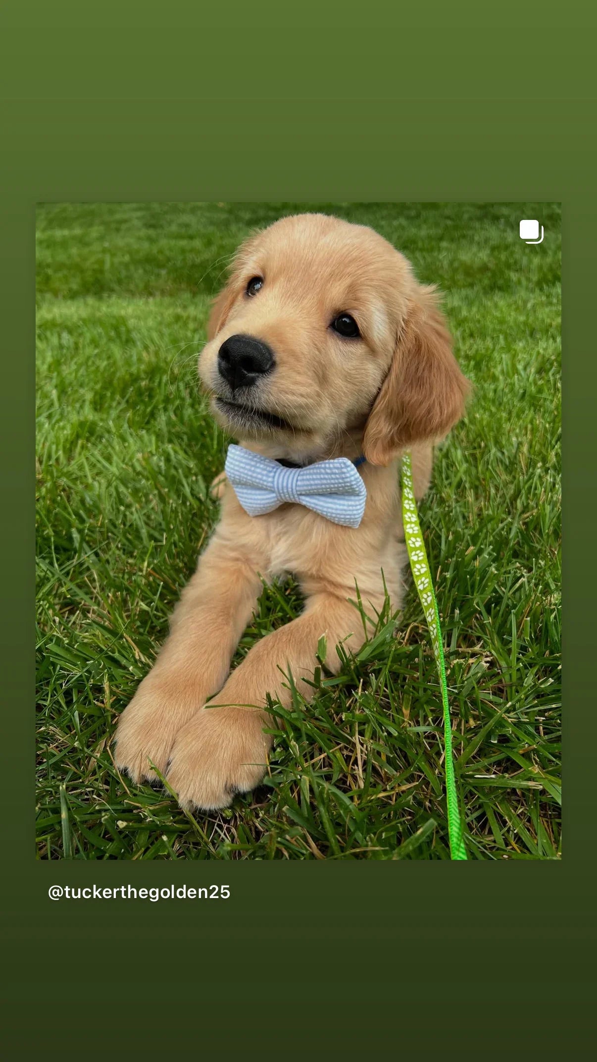 Dog bow tie in blue and white stripes worn by a golden retriever puppy laying in the grass.