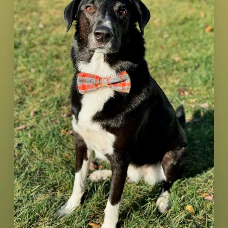Dog in a fall dog bow tie