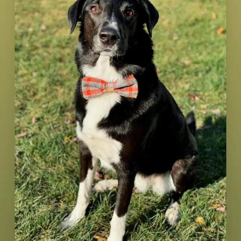 Autumn dog bowtie worn by a black dog in fall