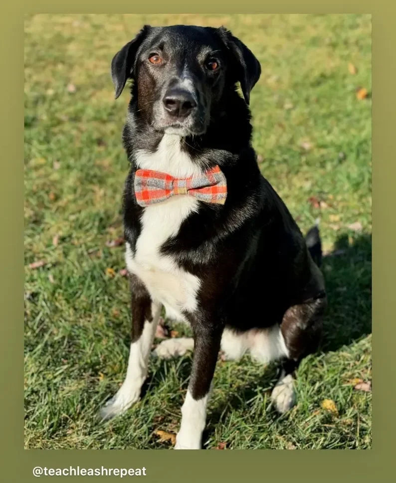 Autumn dog bowtie worn by a black dog in fall