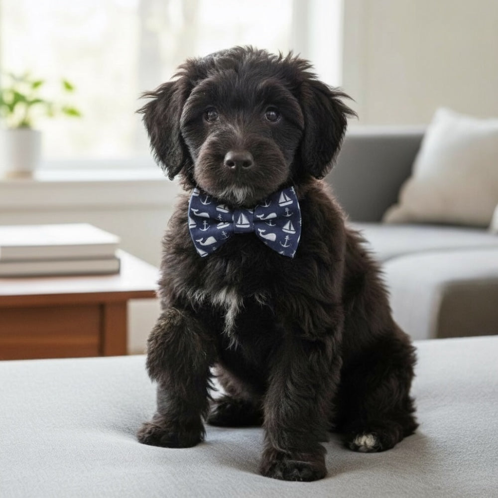 Black puppy wearing a preppy whale dog bow tie sitting on a light-colored couch.