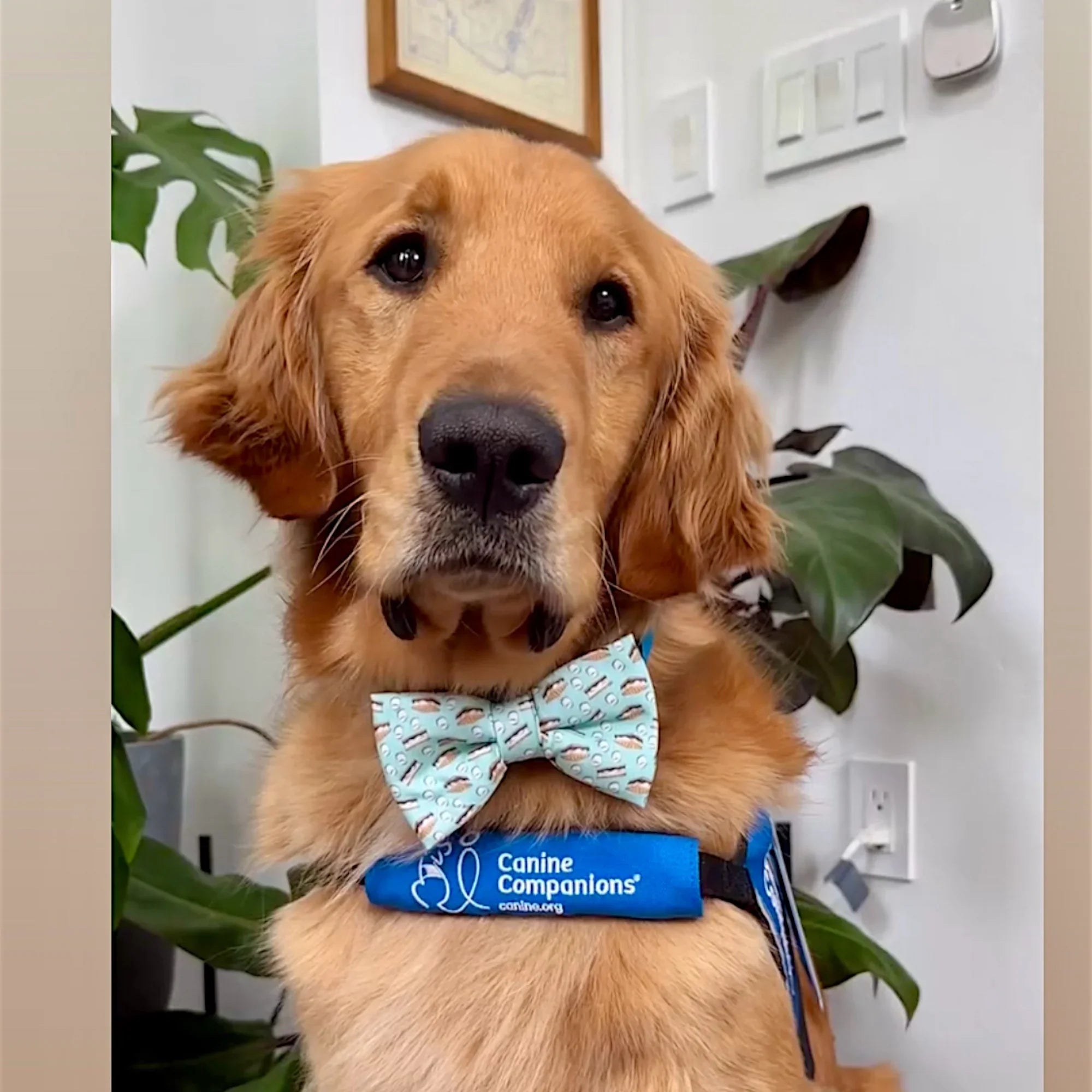 Dog bow tie worn by a golden retriever with Smores for camping print in blue.