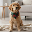 Red & Green Christmas Dog Bandana- Plaid Tartan Worn by a golden retriever in a living room.