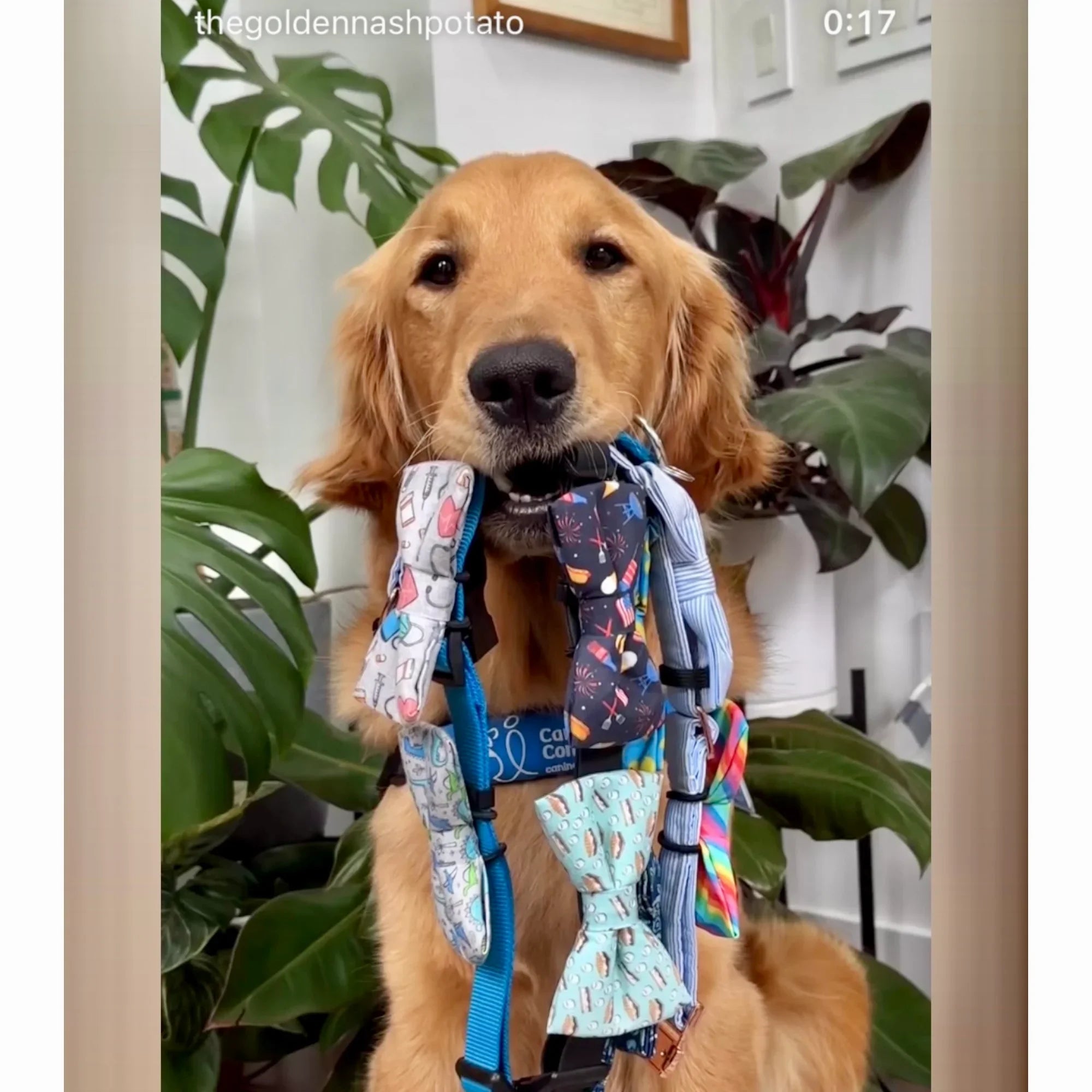 Dog wearing a colorful bow tie and harness with plants in the background