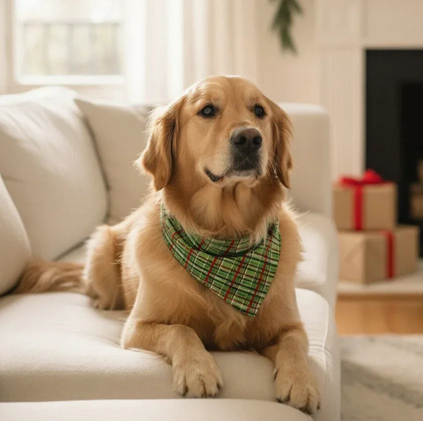 Fluffy tan dog wearing a handmade Stud Muffin dog bandana from The Bold Bow Tie, with product features including handmade design, comfortable collar slide-on fit, high-quality fabric, and sizes for all breeds.