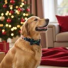 Dog wearing a bow tie in a festive living room with a Christmas tree.