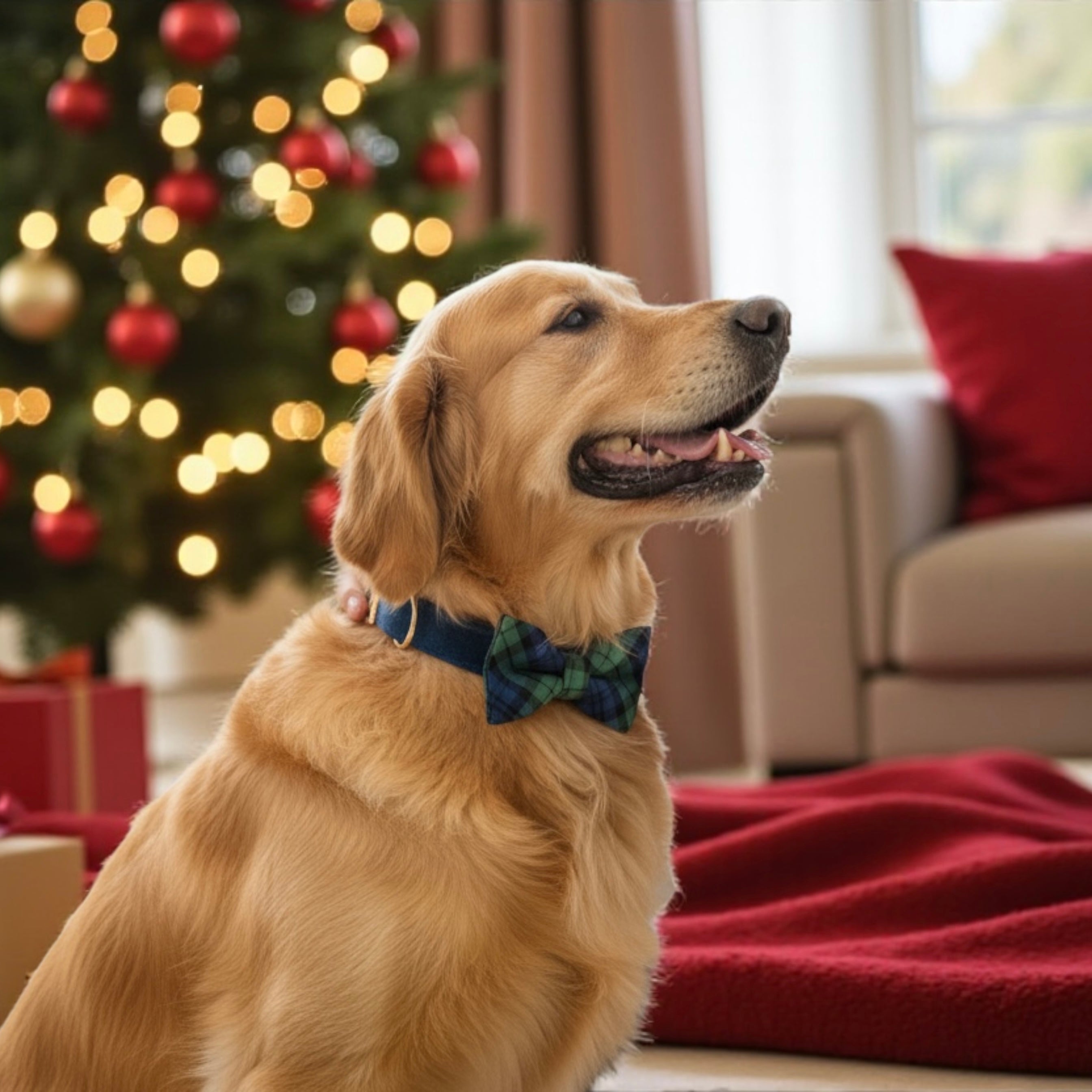 Dog wearing a bow tie in a festive living room with a Christmas tree.