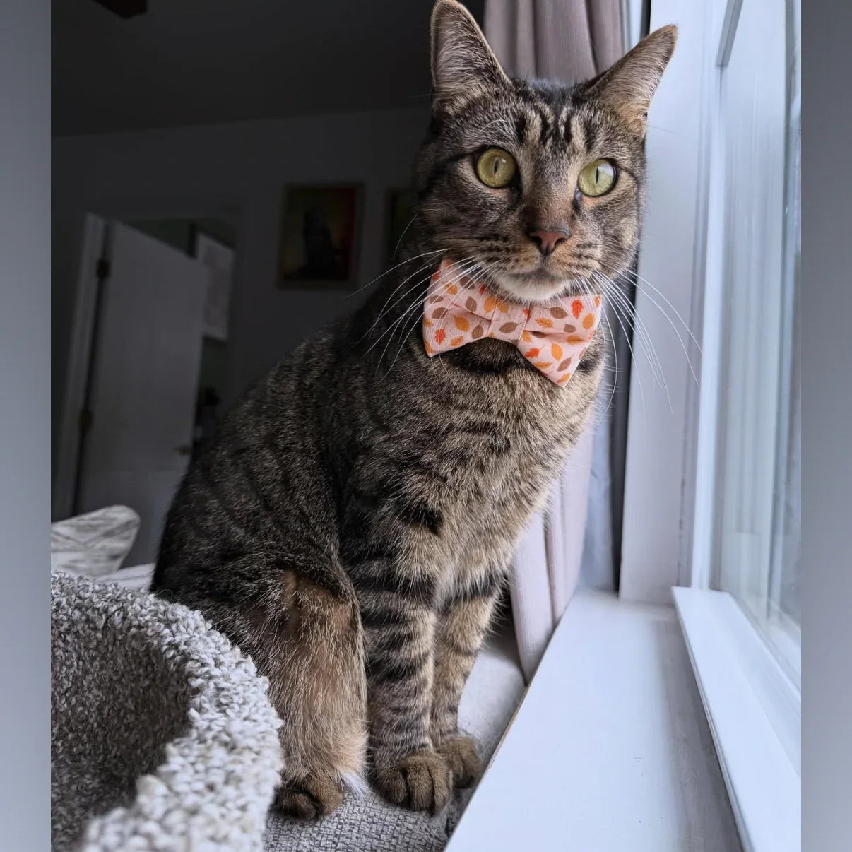 Cat in an orange bow tie with leaves for fall.