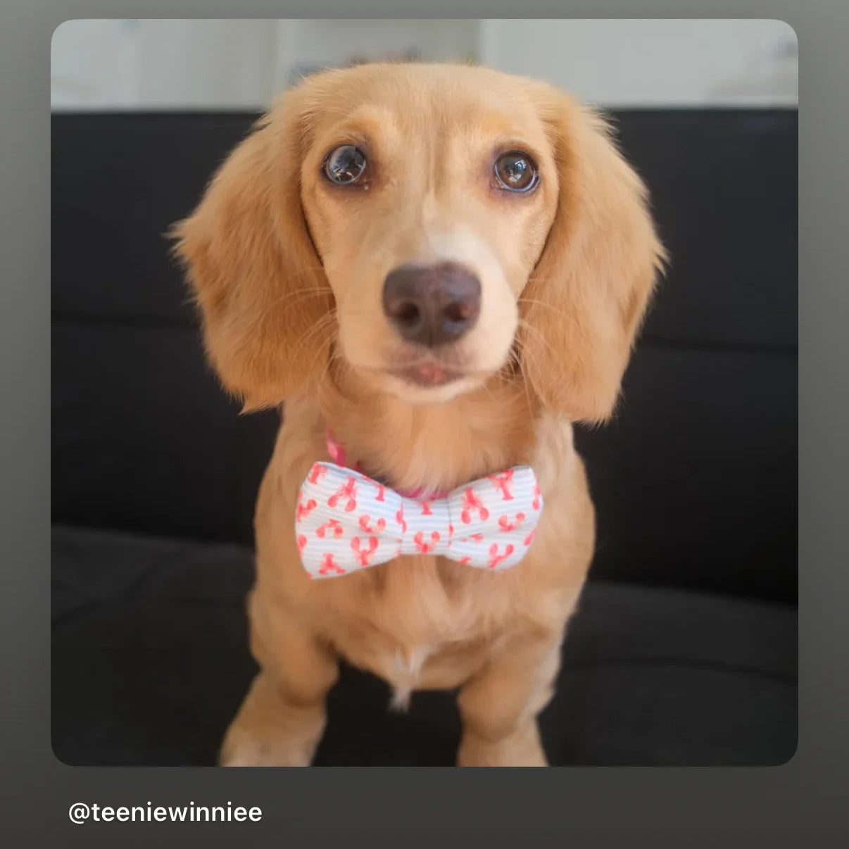 Dog wearing a lobster bow tie with a blurred background