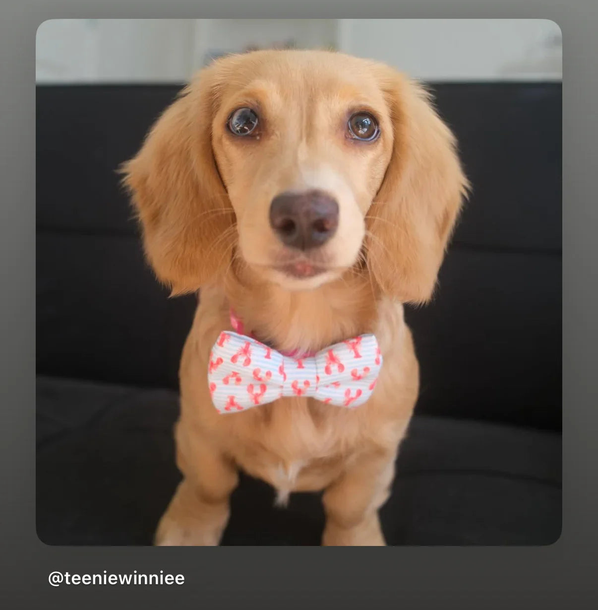 Dog wearing a lobster bow tie with a blurred background
