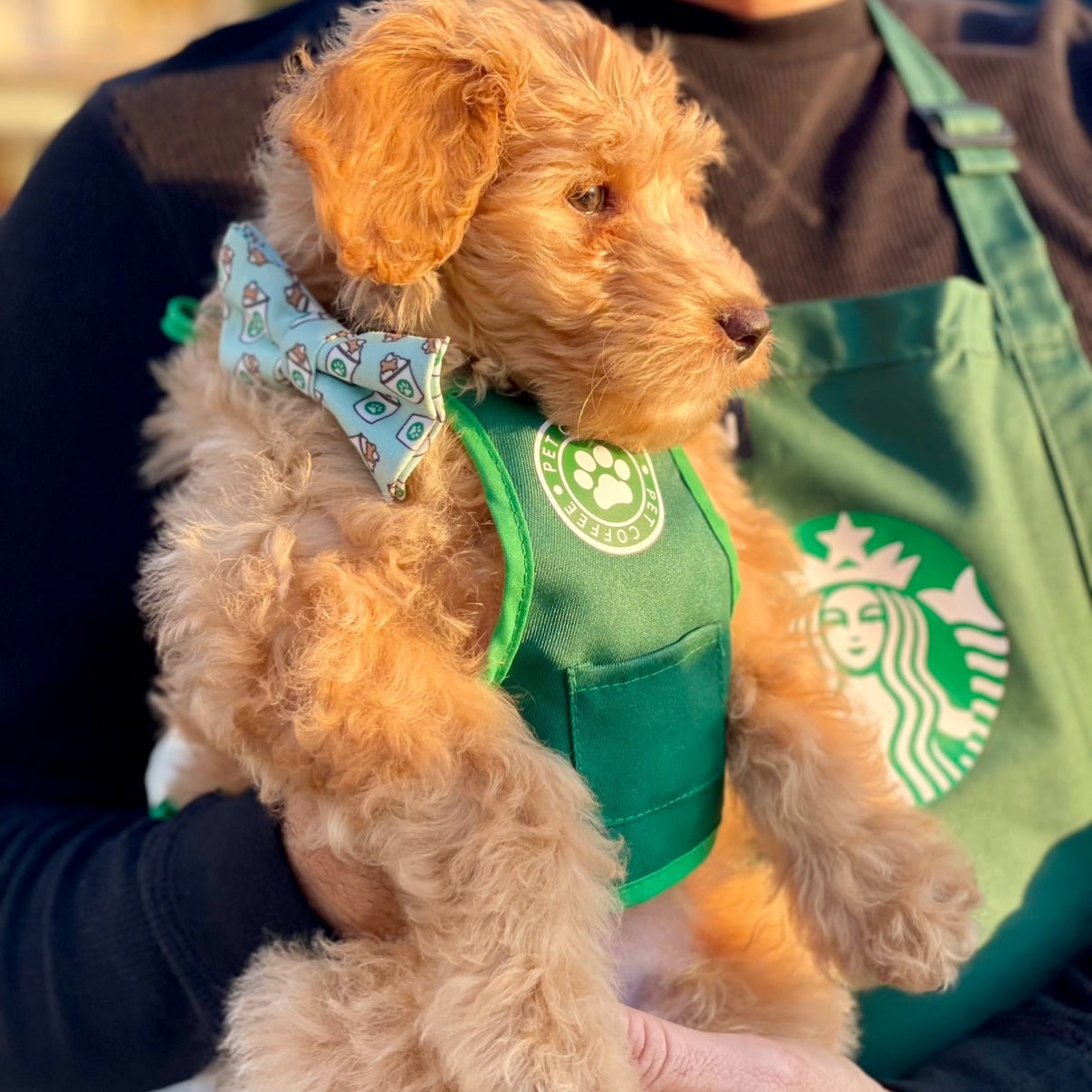 Dog wearing a coffee dog bow tie, sitting on a person's lap.