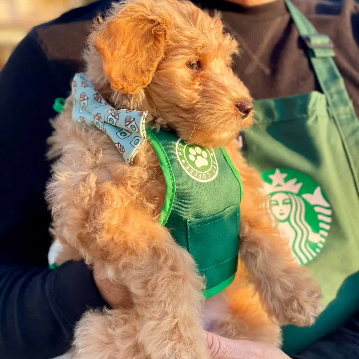 Puppy bow tie with coffee cups on it worn by a dog being carried by a man in a matching outfit.