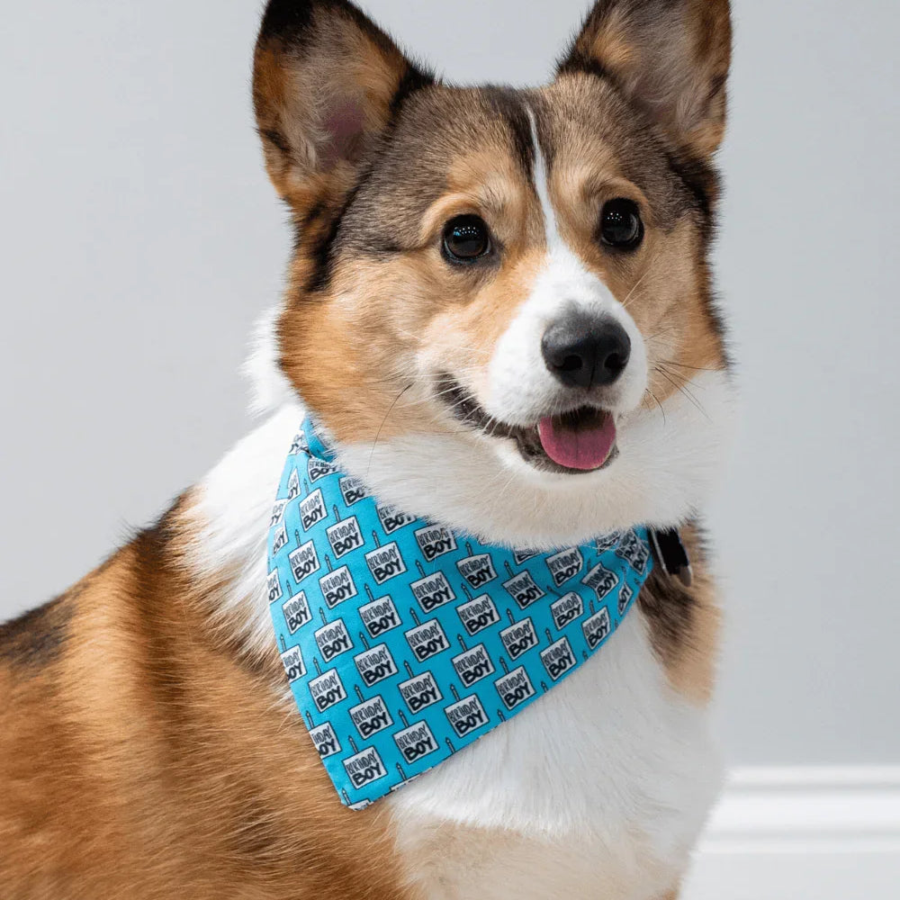 Size chart for dog bandanas from The Bold Bow Tie detailing measurements for Small, Medium, Large, and X-Large sizes. Small fits neck sizes 11 to 13 inches with a width of 7 inches and length of 5 inches. Medium fits neck sizes 13 to 16 inches with a width of 9 inches and length of 6 inches. Large fits neck sizes 16 to 21 inches with a width of 11 inches and length of 8 inches. X-Large fits neck sizes 21 to 25 inches with a width of 13 inches and length of 9 inches.