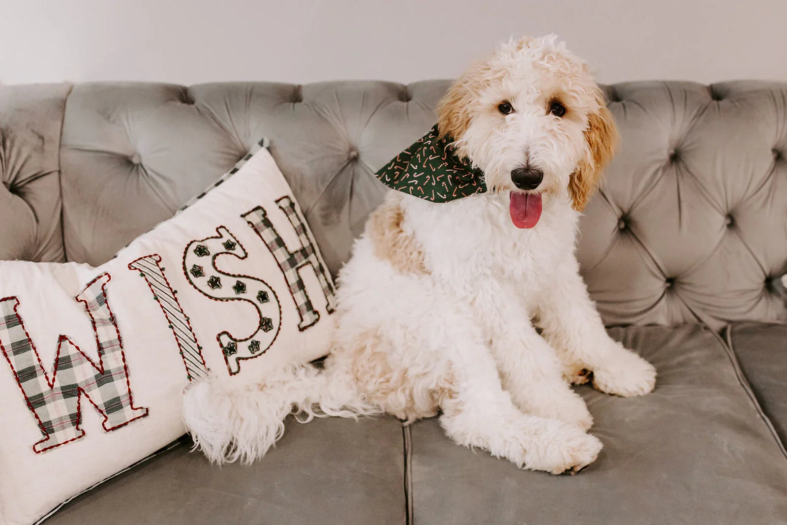 Cream colored dog on a gray sofa wearing a green candy cane Christmas bandana