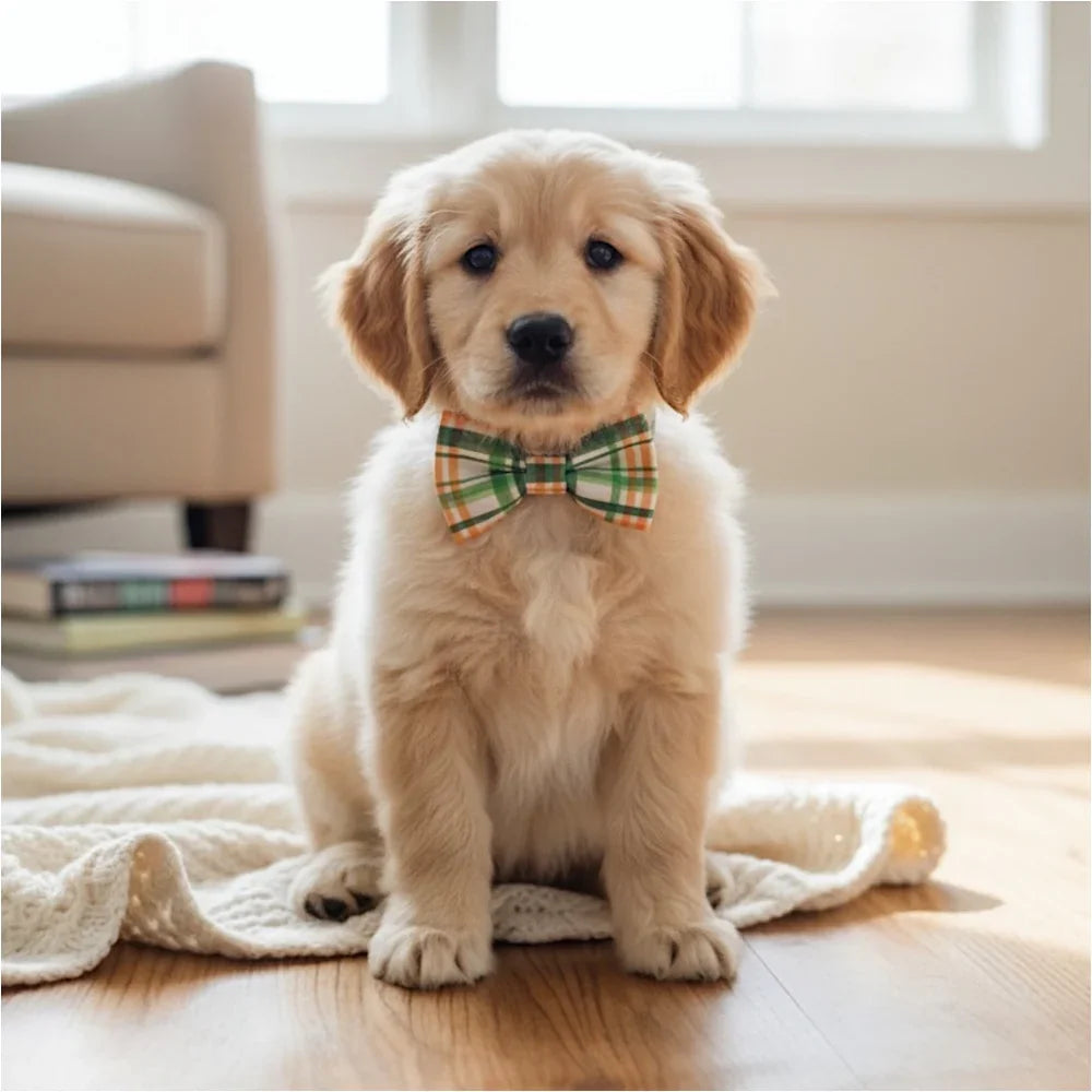 Green & Orange Plaid Dog Bow Tie for Pet Collars worn by a puppy.